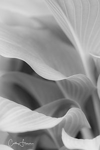 Hostas by Cathy Fraser