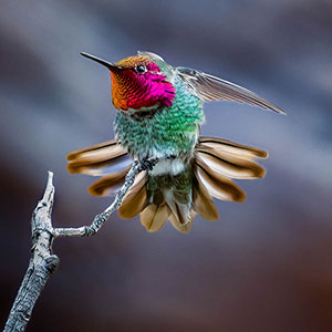 Anna's Humming Bird