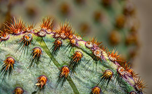 Prickly Pear Kissed by David Kotok