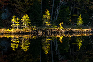 Afternoon-Tree-Lighting by Diane Dersch