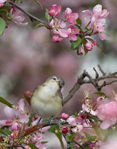 Spring Beauty by Christy Hibsch