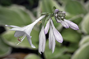 Hosta by Luann Pero