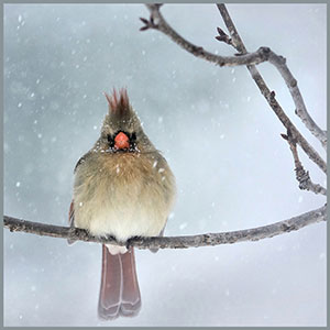 Female Cardinal with Attitude! by Bonnie Gamache