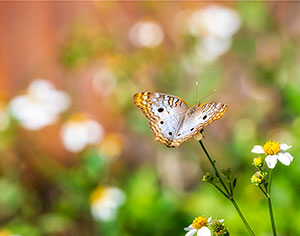 Essence of Spring by Gerry Iuppa