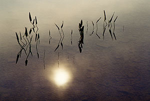 Shallow Pond by Phyllis Thompson