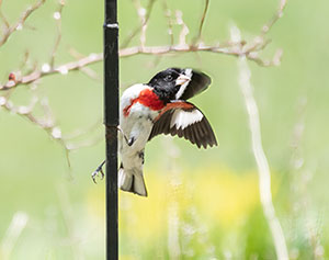 Lovely Pole Dancer by Patricia Fitzpatrick