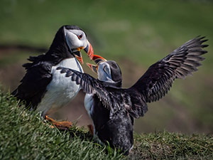 Beak Tapping Affection by Michelle Turner