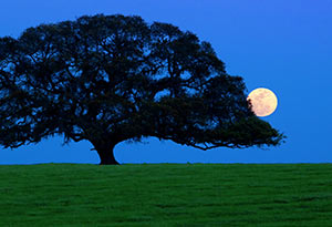 Florida Moonrise by Peter Blackwood