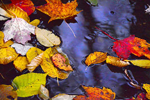 Fall Traffic Jam by d dargan teska