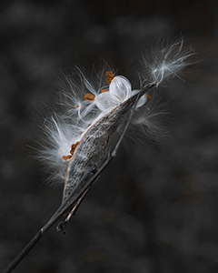 Blowin' in the Wind by Lori Bonati