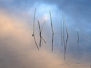 Sunrise Reflections - Adk Morning by Monica Henoch