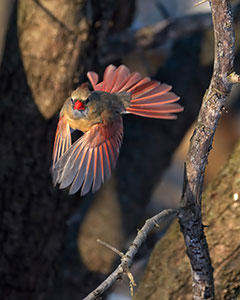 Crimson Flight by Flinn Hackett