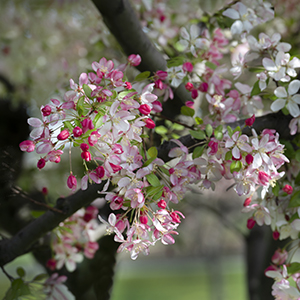 Cherry Blossoms by Luann Pero