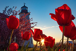 Tulip Sunset by Kimberly Benedetto