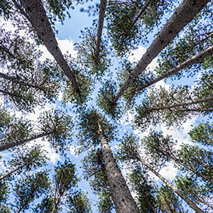 Look Up! by Diane Dersch