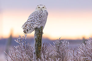 Reverence by Margy Meath