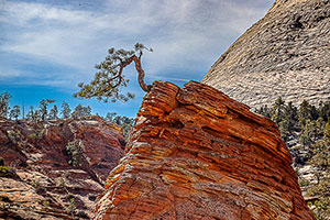 Zion Tree by Martha Price