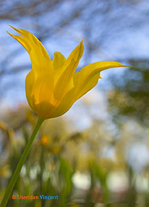 Highland Yellow by Sheridan Vincent