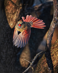 Crimson Flight by Flinn Hackett