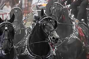 Percherons by Melissa Mance-Coniglio