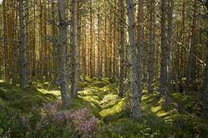 Cairngorm-Forest by Nicholas Jospe