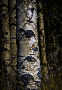 Colorado Aspen by Steve Levinson