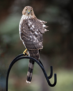 Don't Ruffle My Feathers by Marie Costanza