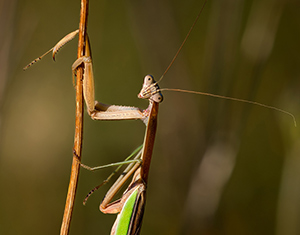 Praying Mantis Greeting by Joe Jech