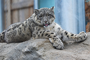 Snow Leopard by Ken Mason