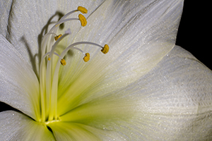 Growing Amaryllis by Diane W. Dersch