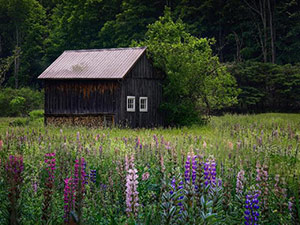 Springtime Down on the Farm by Cindy El-Gaaly