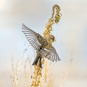 Angel Wings—Common Redpoll by Patty Singer
