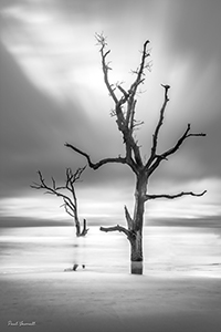 Boneyard Sentinals
