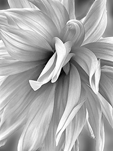 Pure by Lisa Cook