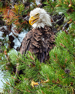 Majestic by Tom Knauss