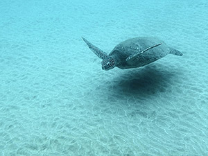 Turtle by Rene Strassell