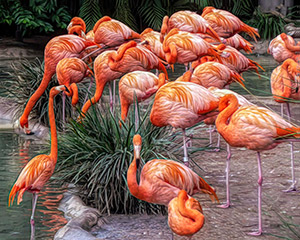 Flamingos by Boris Keller