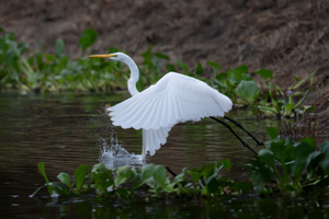 Dancer of the Marsh by Marie Costanza