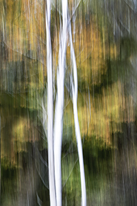 Birch Splendor by Luann Pero