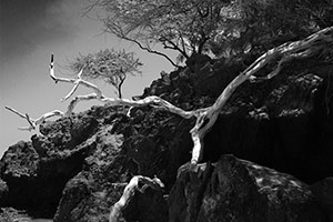 Tree and Lava by Renee Strassell