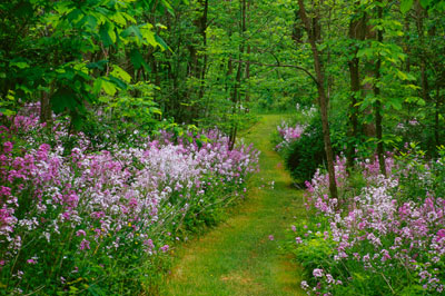 Woodland Path by Gary Thompson