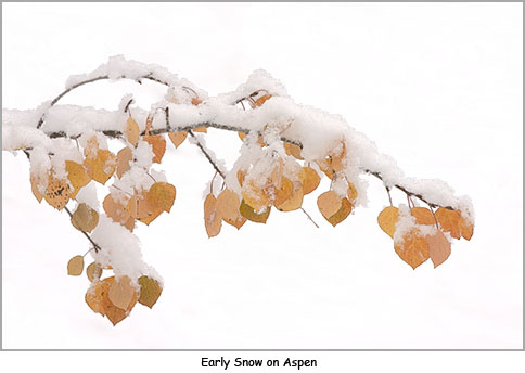 Early Snow on Aspen by Bill Bernbeck