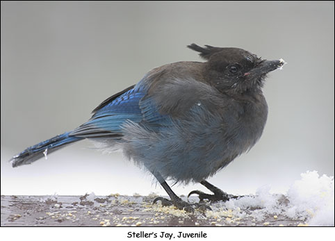 Steller's Jay by Bill Bernbeck