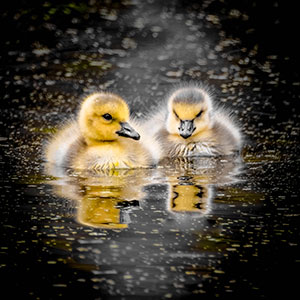 Twin Reflections by Marie Costanza